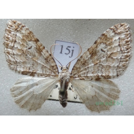 Nothocasis sertata (Hübner, 1817) Płatynka jaworówka Czech15j